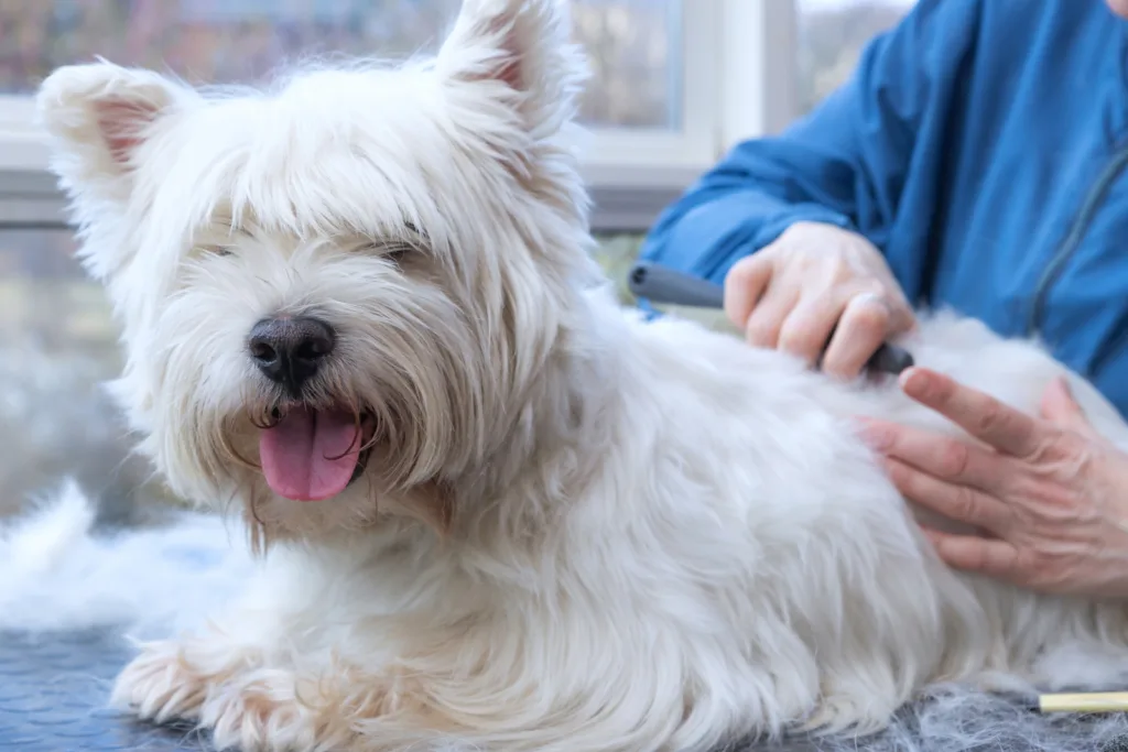 Fryzury dla psa: poznaj najmodniejsze psie fryzury. Dlaczego warto strzyc psa?