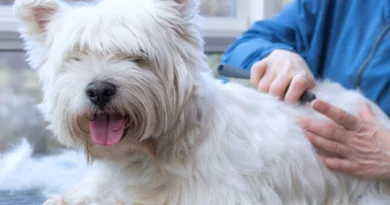 Fryzury dla psa: poznaj najmodniejsze psie fryzury. Dlaczego warto strzyc psa?